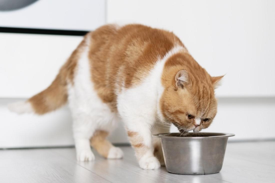 Dietní granule pro kastrované kočky: Jak vybrat kvalitní granule