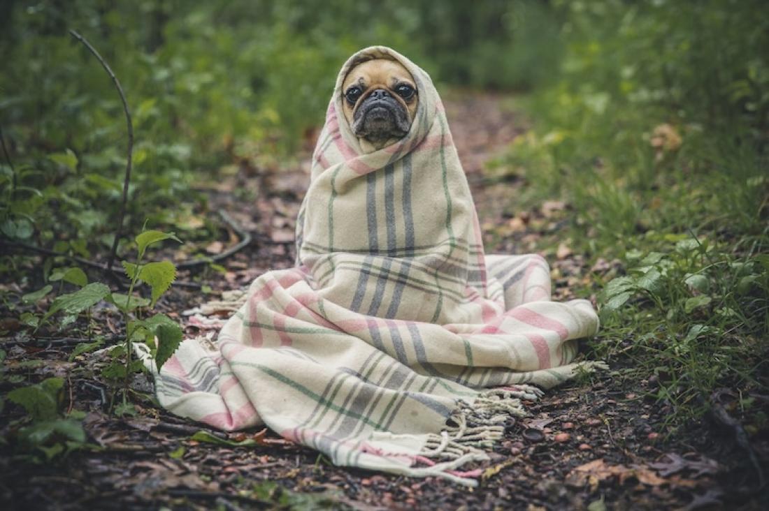 Veterinární diety pro psy a kočky s onemocněním ledvin