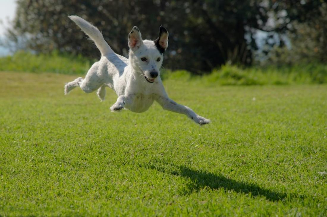 Jak přejít na veterinární dietu: Tipy a rady pro psy a kočky