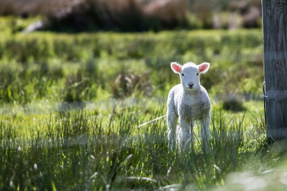 Čím krmit ovce a jehňata? Krmivo, krmné směsi a doplňky