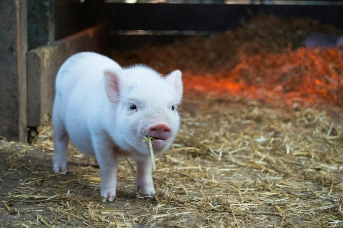 Čím krmit prasata a selata? Krmivo, krmné směsi a doplňky