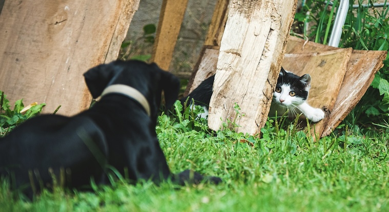 Proč je socializace důležitá pro správné chování psů a koček