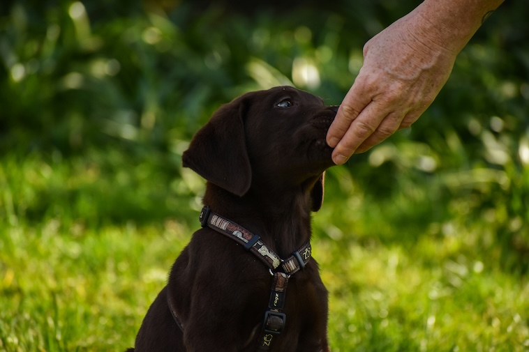 Veterinární diety pro prevenci tvorby močových kamenů u psů a koček