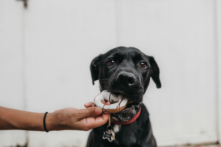 Veterinární diety pro psy a kočky s alergiemi a citlivým zažíváním