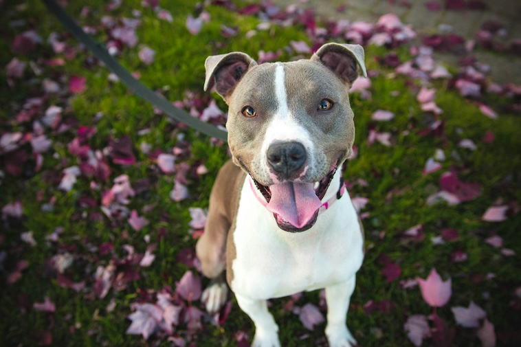 Veterinární diety pro zvířata s cukrovkou